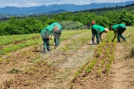 Берковица - засаждане нова гора