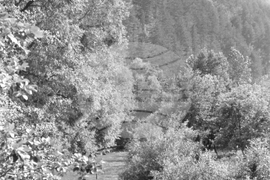 Чепинска река край Велинград