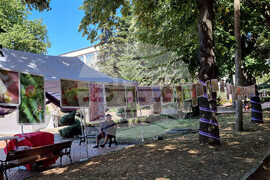 Генерал Тошево - Фестивал на лавандулата