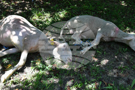 Село Йонково - Курбан байрам