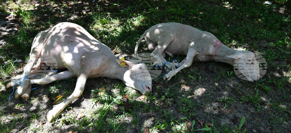 Село Йонково - Курбан байрам