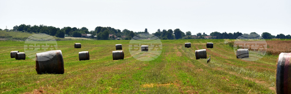 Село Старо селище - работа на полето - балиране