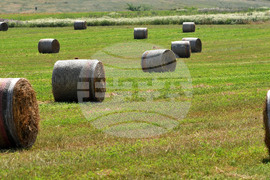 Село Старо селище - работа на полето - балиране