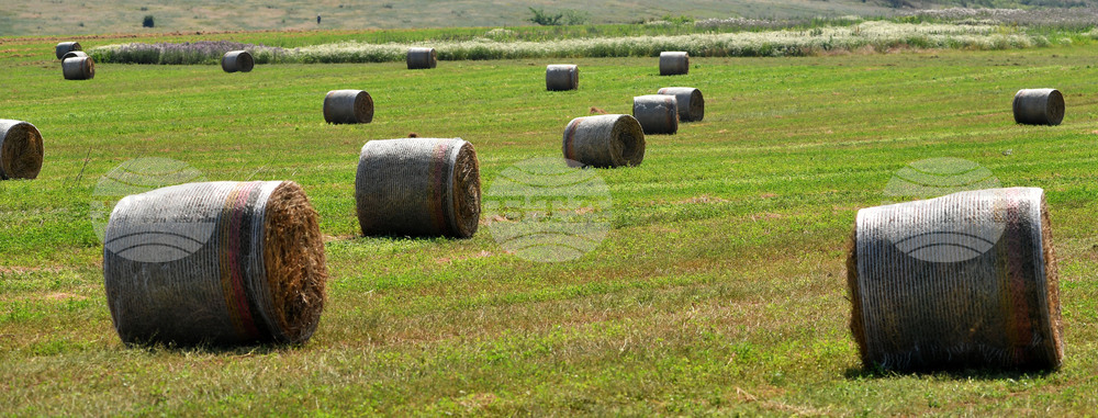 Село Старо селище - работа на полето - балиране