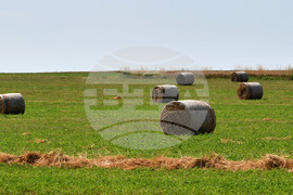 Село Старо селище - работа на полето - балиране