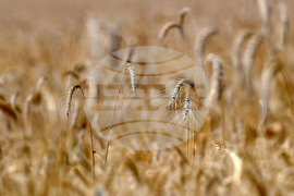 Село Подайва - жътва