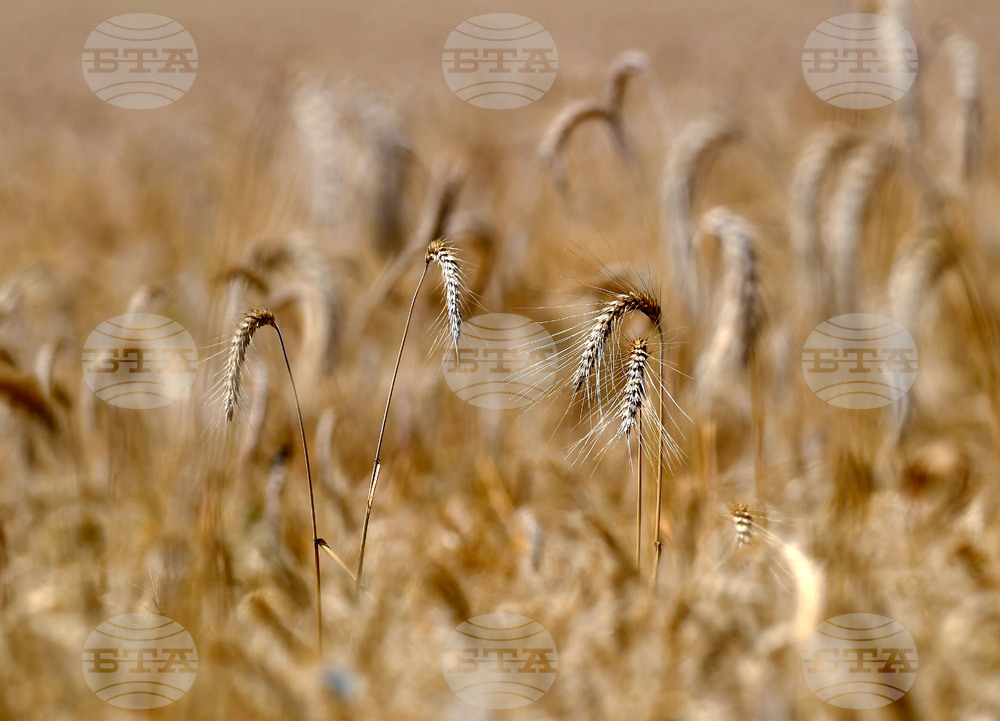 Село Подайва - жътва