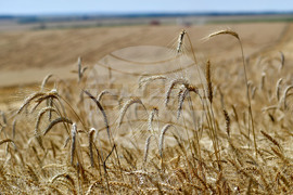 Село Подайва - жътва