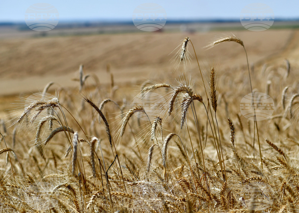 Село Подайва - жътва