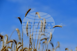 Село Подайва - жътва