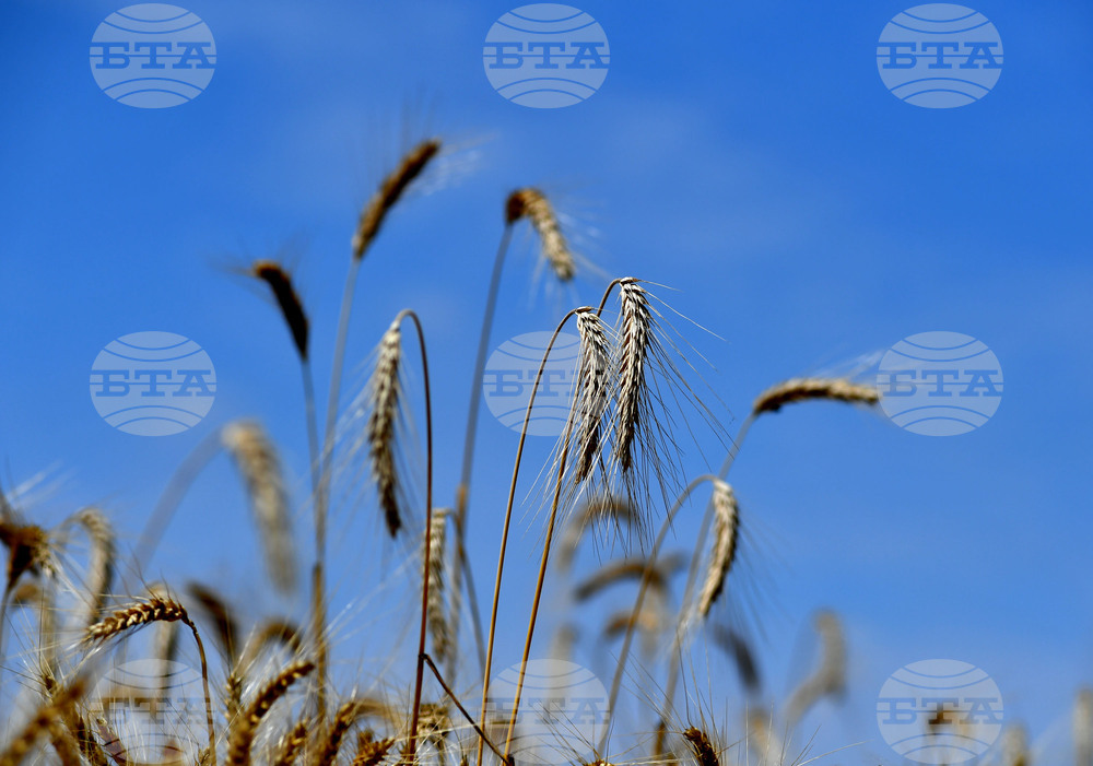 Село Подайва - жътва