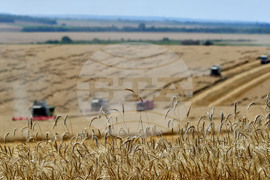 Село Подайва - жътва