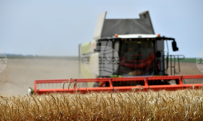 Село Подайва - жътва