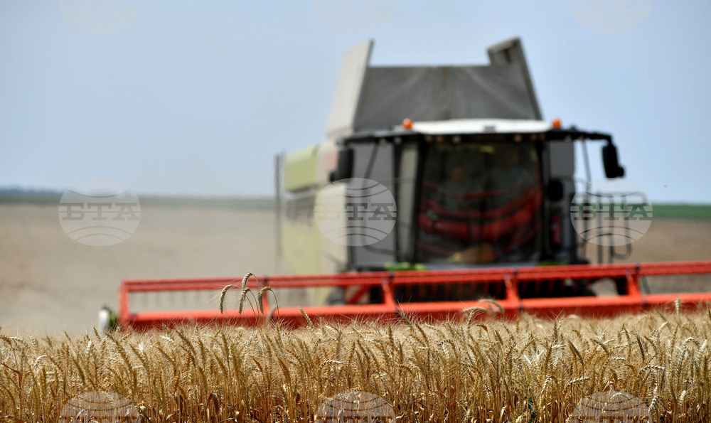 Село Подайва - жътва