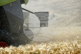 Село Подайва - жътва