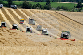 Село Подайва - жътва