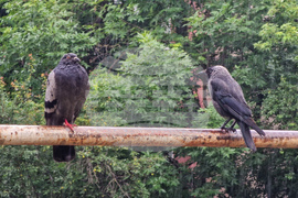 Дъждовно време