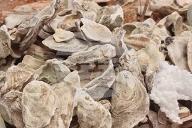 Гърция - Елефсина - Творци пречистват морето край Атина със „съвременна елевсинска мистерия“