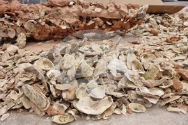 Гърция - Елефсина - Творци пречистват морето край Атина със „съвременна елевсинска мистерия“