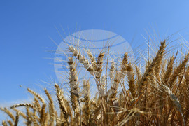 Исперих - ритуал "Зажънване"