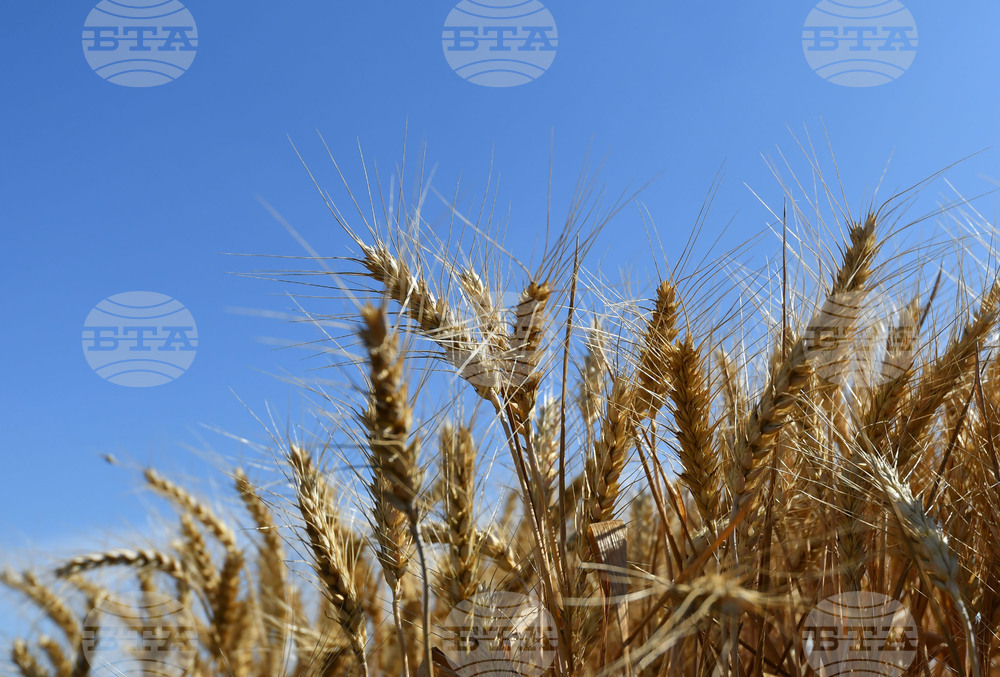 Исперих - ритуал "Зажънване"