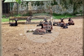 Плевен - парк „Кайлъка" - зоопарк