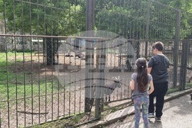 Плевен - парк „Кайлъка" - зоопарк