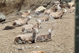 Плевен - парк „Кайлъка" - зоопарк