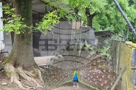 Плевен - парк „Кайлъка" - зоопарк