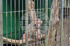 Плевен - парк „Кайлъка" - зоопарк