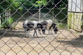 Плевен - парк „Кайлъка" - зоопарк