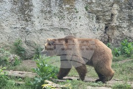 Плевен - парк „Кайлъка" - зоопарк