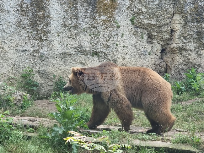 За първи път България ще се прави ДНК мониторинг на кафява мечка, съобщи екоминистерството