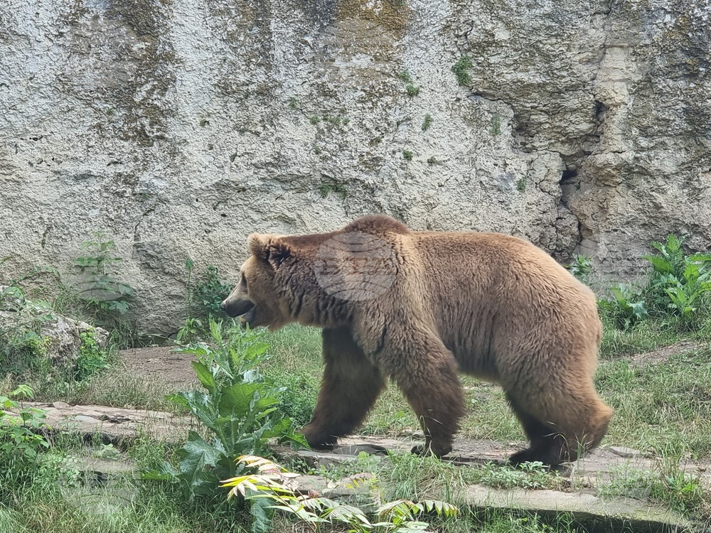 Плевен - парк „Кайлъка" - зоопарк