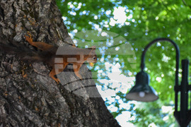 Банско - катерици