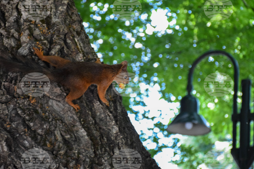 Банско - катерици