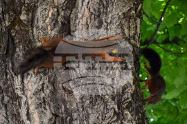 Банско - катерици