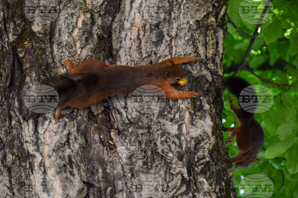 Банско - катерици