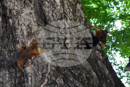 Банско - катерици