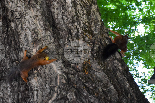 Банско - катерици 