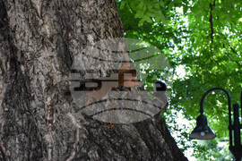 Банско - катерици