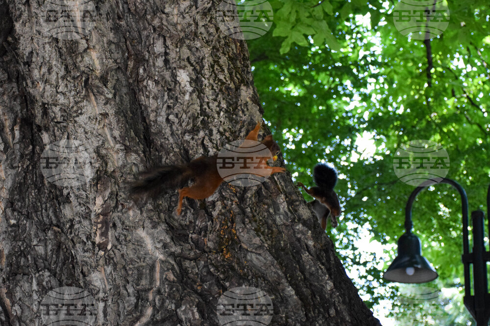 Банско - катерици