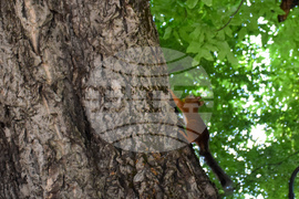 Банско - катерици