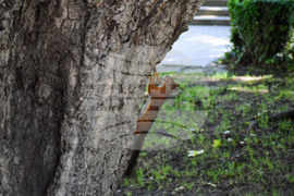 Банско - катерици