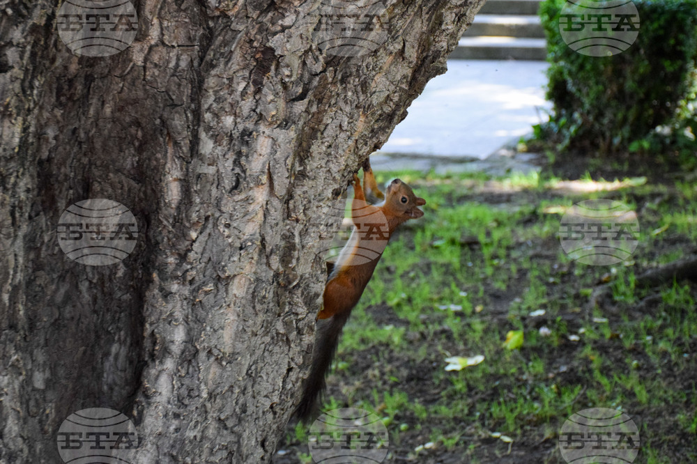 Банско - катерици