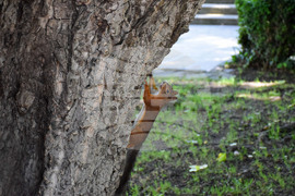 Банско - катерици