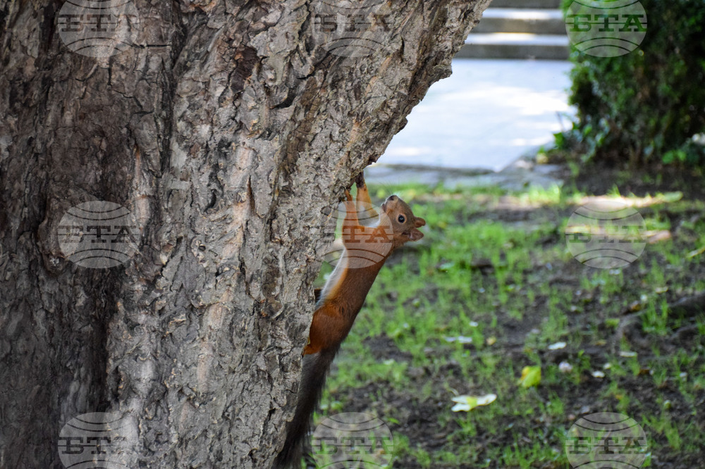 Банско - катерици