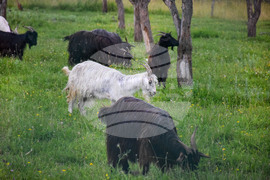 Банско - паша - домашни животни