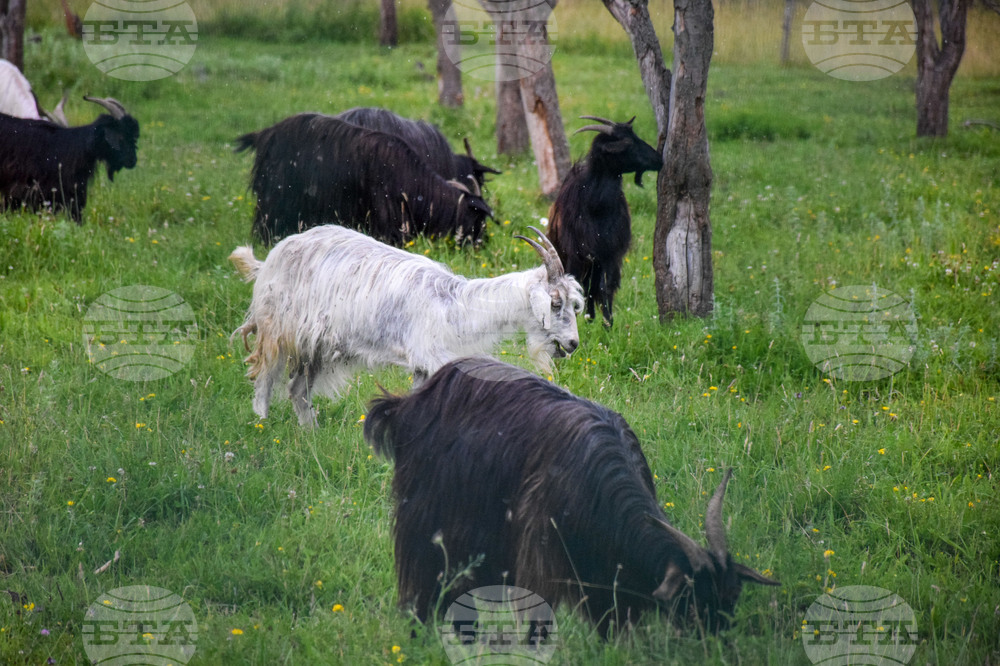 Банско - паша - домашни животни