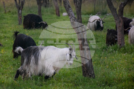 Банско - паша - домашни животни